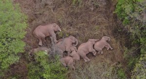 yunnan elephants china