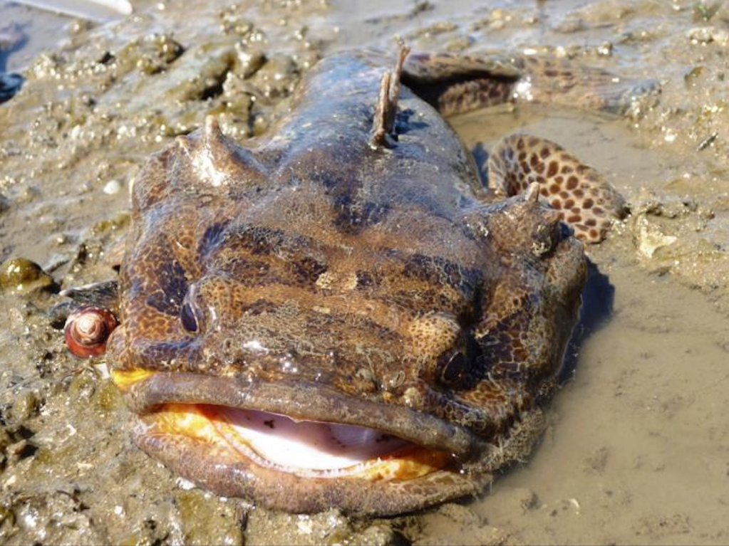 Boat noises reduce the communication range of male toadfish by 75 percent, which affects their ability to attract mates.