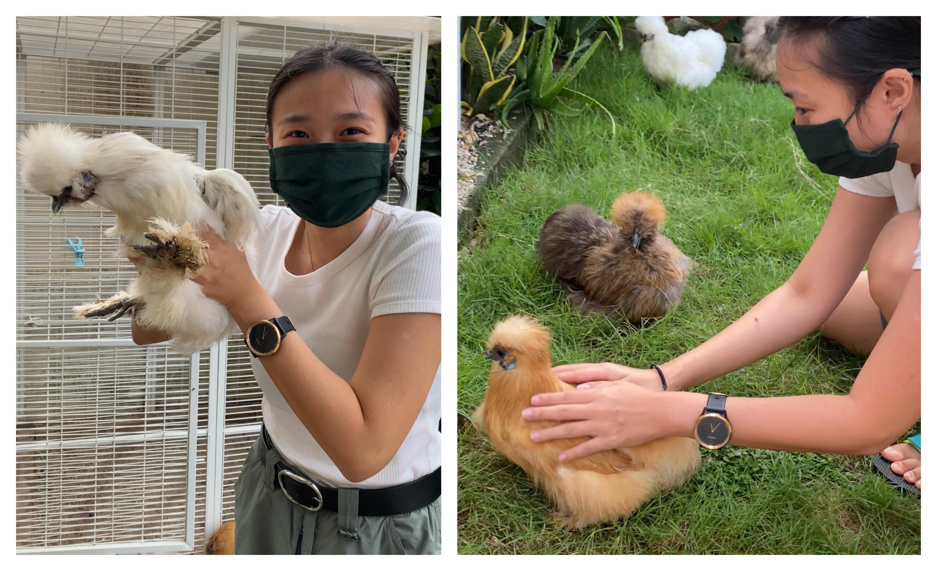 Silkie Chickens are becoming trendy pets in Singapore.