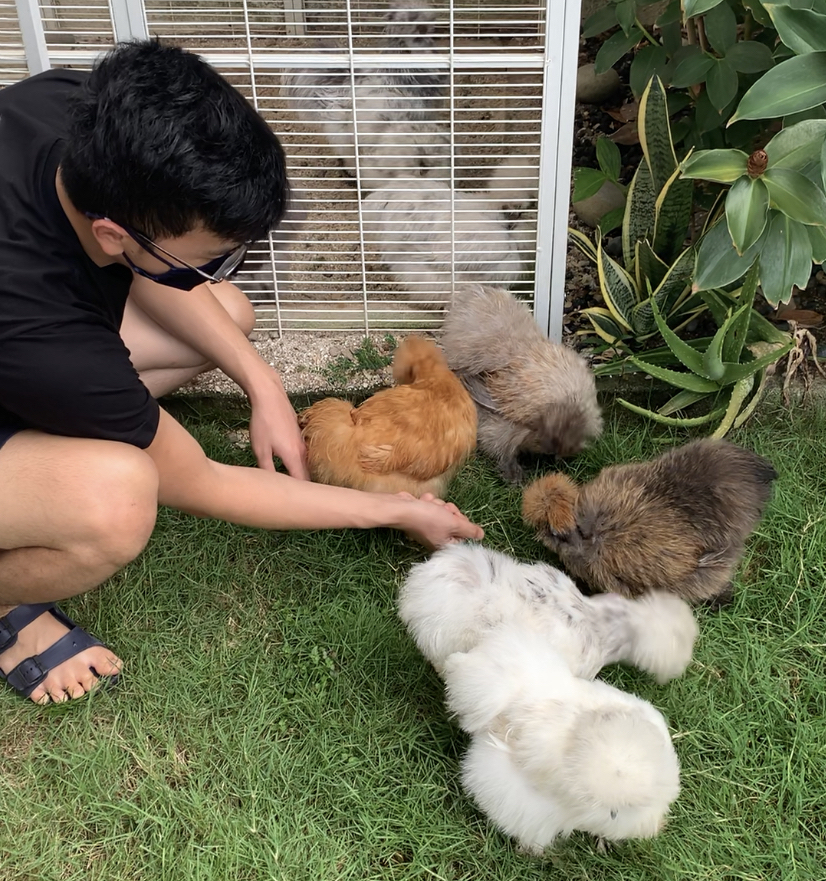 Silkie Chickens are becoming trendy pets in Singapore