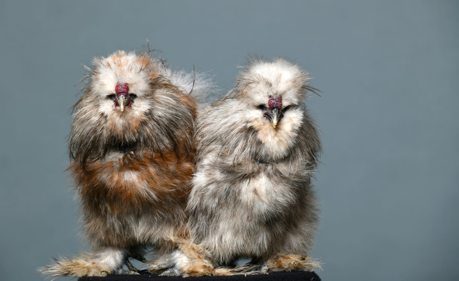 Silkie Chickens are becoming trendy pets in Singapore.