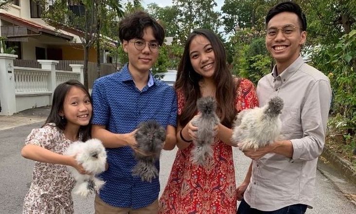 Silkie Chickens are becoming trendy pets in Singapore