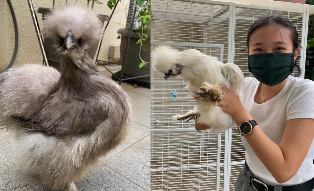 Ayam Silkie berbulu mirip kapas