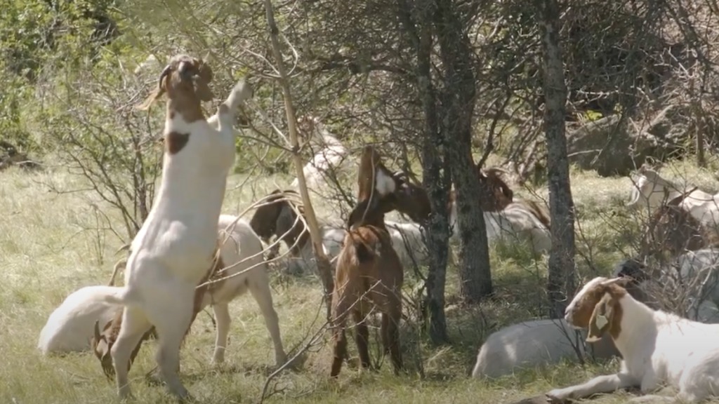 ​California goats grazing on dry grass.