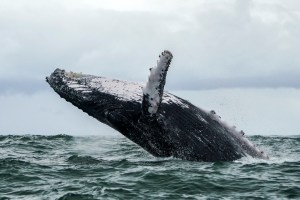 humpback whale