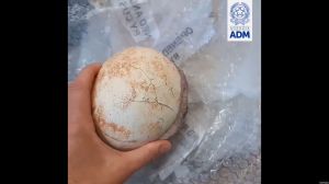 Italian Authorities Found a Smuggled Dinosaur Egg Hidden In a Package