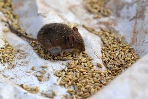 This picture taken on June 2, 2021 shows a mouse on a plastic sheet used as a trap on Terry Fishpool's farm in the New South Wales' agricultural town of Tottenham. ​(SAEED KHAN/AFP via Getty Images)