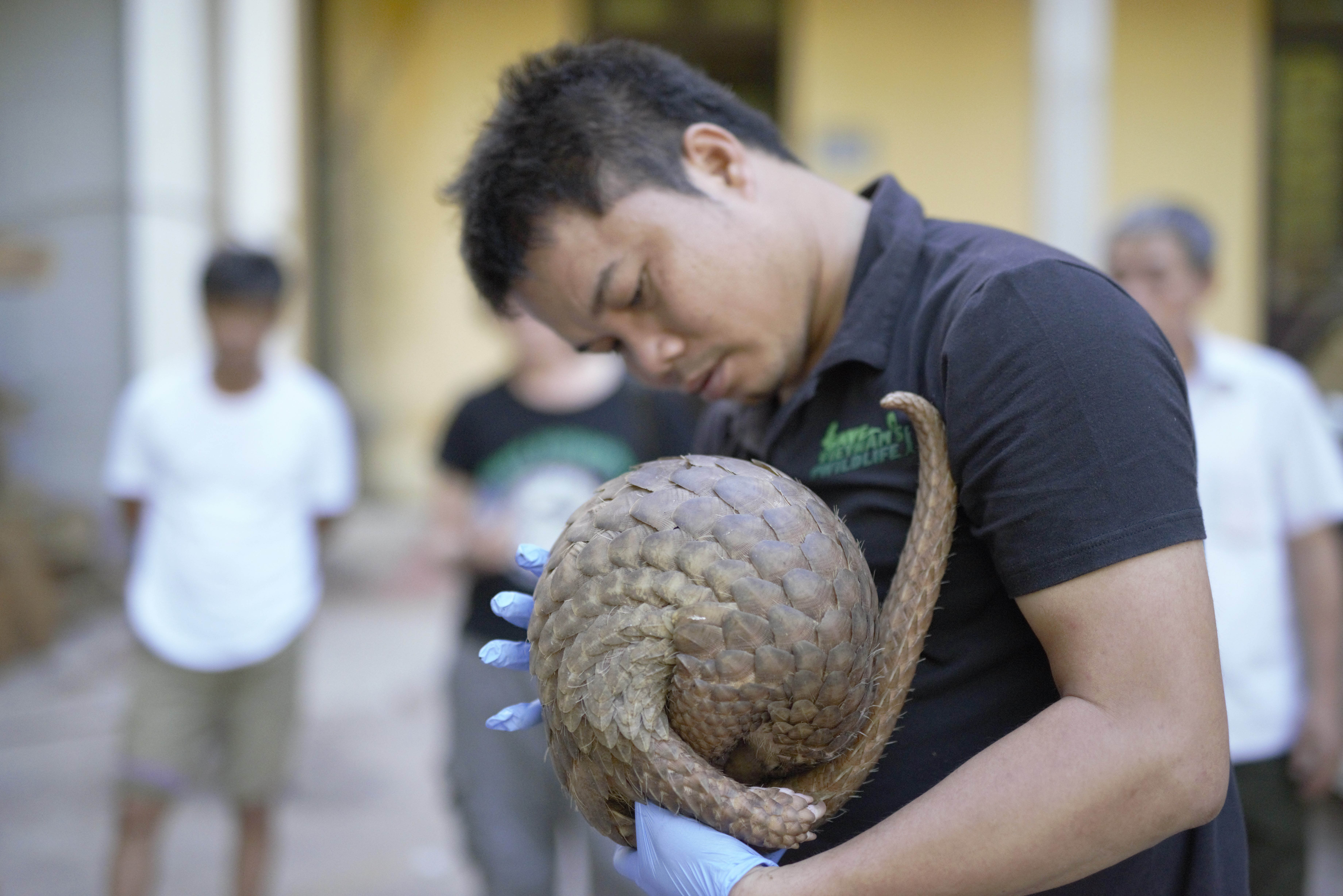 Thai handle pangolins_rescue_Photo_by_Lynn Roberts.jpg