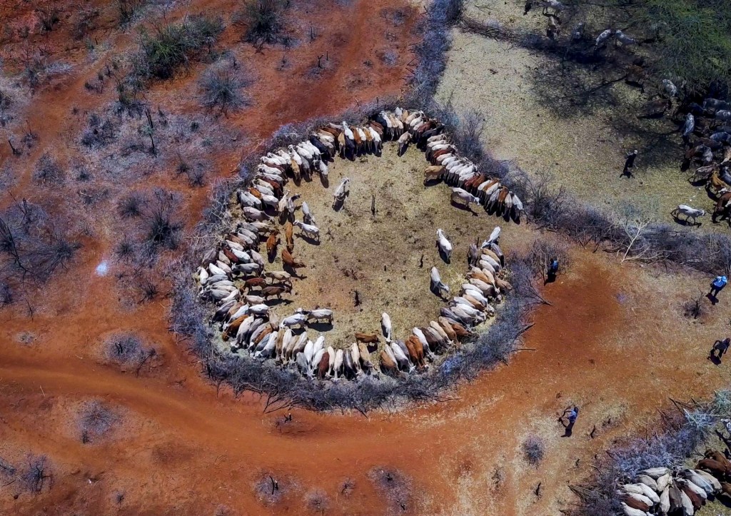 Vista aérea del ganado que sufrió la sequía en Oromia, en Etiopía, en 2017. Foto: Eric Lafforgue/Art In All Of Us/Corbis vía Getty Images