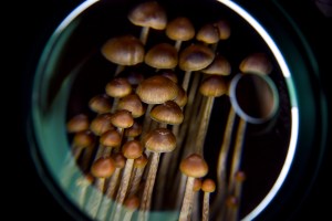 Psilocybin mushroom under a lens.