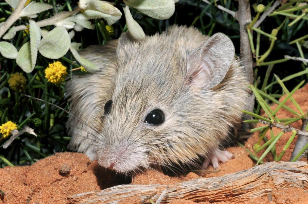 Tikus Shark Bay atau Gould di Australia