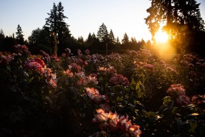 The sun rises across a garden with pink fl