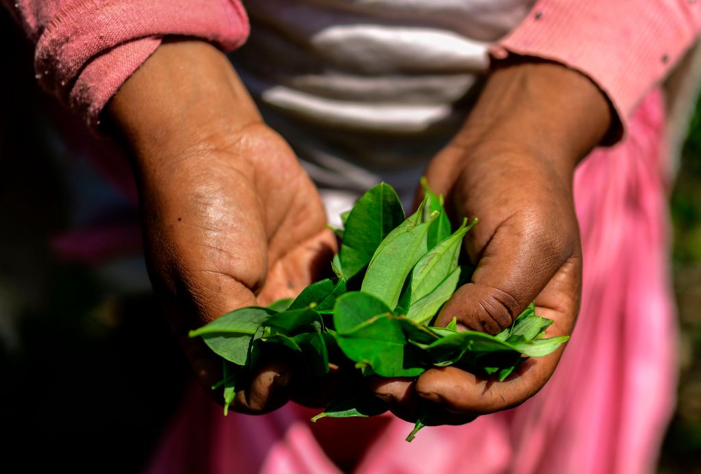 A woman collects coca leaves at a coca plantation in Trinidad Pampa, Yungas, Bolivia on October 24, 2020.