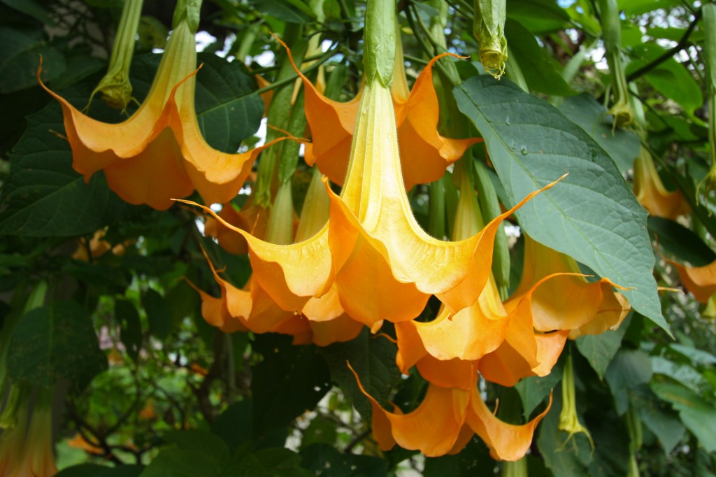 datura sau trompeta ingerilor tiktok, droguri