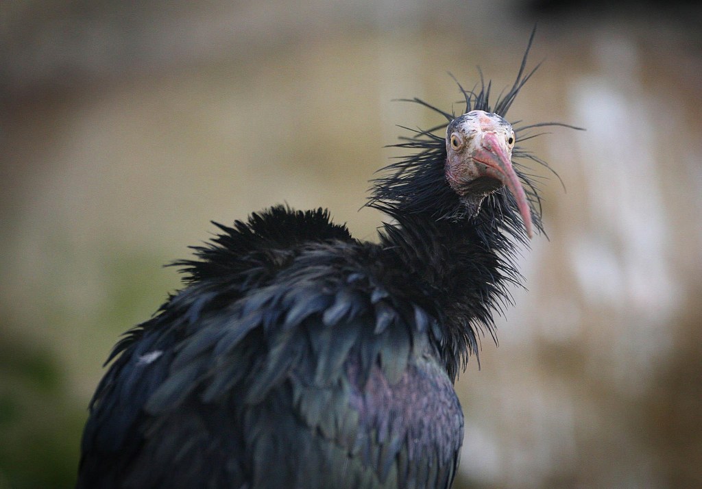 A waldrapp ibis is one of the world's most critically threatened—and arguably ugliest—avian species. Photo by Niall Carson/PA Images via Getty Images