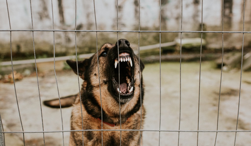 An aggressive German shepherd behind