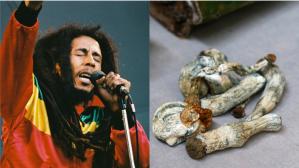 Bob Marley cantando en 1980, mucho antes de que su nombre se relacionara con los hongos mágicos. Fotos de Getty Images