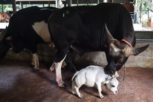 Sapi Mungil Seukuran Anjing Mendadak Jadi Atraksi Wisata Terbesar Bangladesh