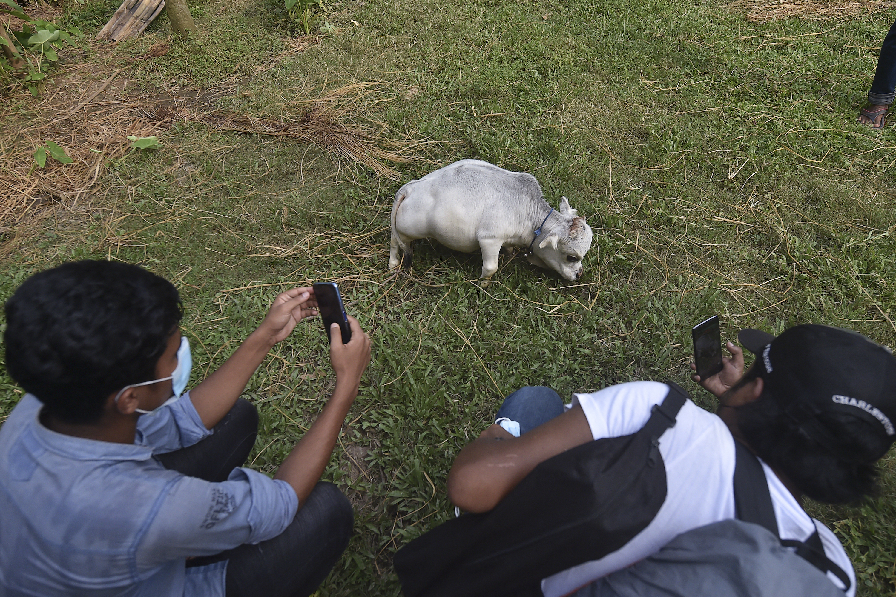 Rani dwarf World's smallest cow record.jpg