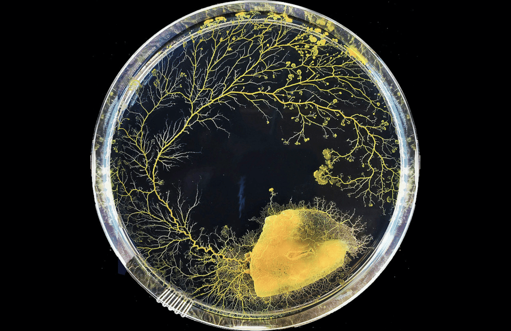 creier mucegai experiment memorie