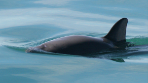 This undated photo provided by The National Oceanic and Atmospheric Administration shows a vaquita porpoise, which could now be doomed.