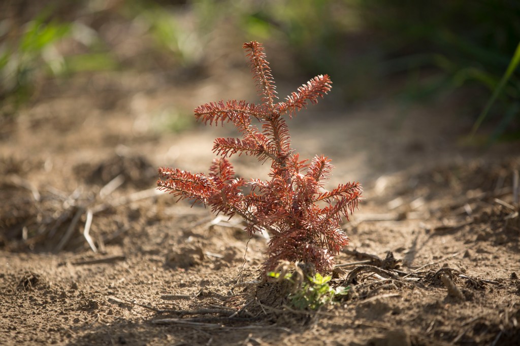 Climate Change Is Coming for Christmas Trees Now