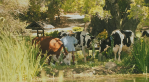 Japanese Breakfast (Michelle Zauner) and cows in the music video for "Be Sweet," featured in The Sims 4 Cottage Living.