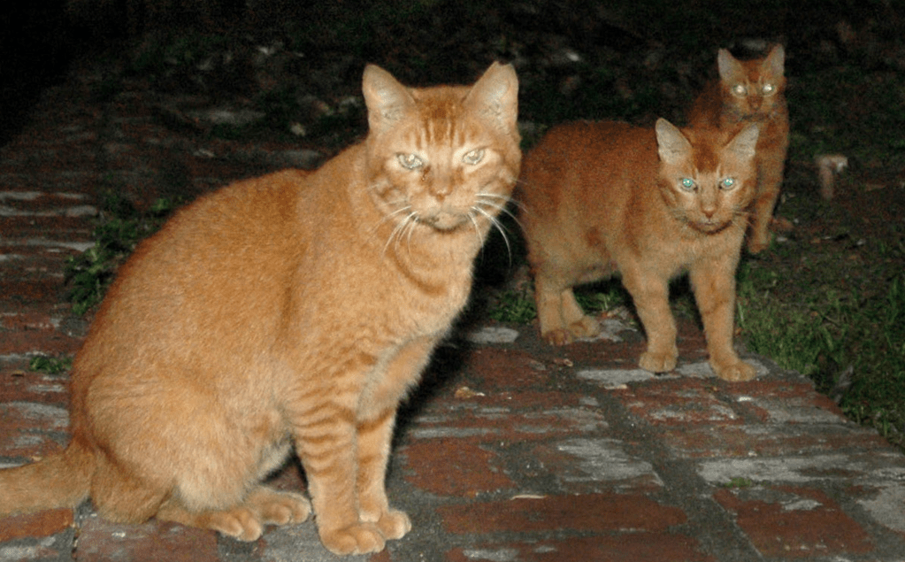 ​Feral cats are roaming Hawaii —and bird lovers aren't happy about it.