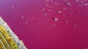 Pollution Has Turned a Lagoon Bright Pink In Argentina