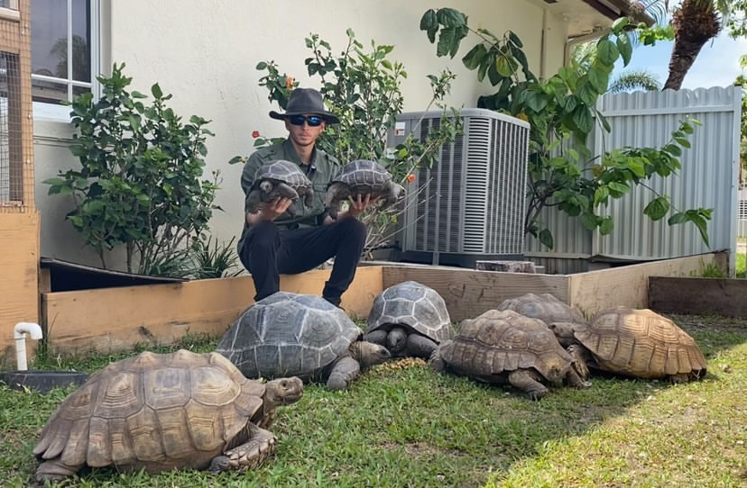 Giant tortoise pet owners and animal rights welfare activists wild animals domesticated homes risks.