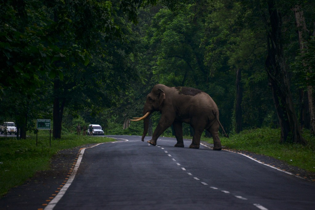 wildlife, man-animal conflict, india, assam, viral video, death