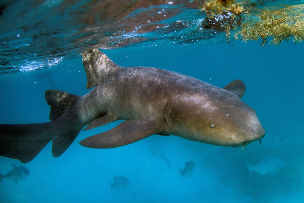 Hiu perawat (nurse shark) berenang di antara terumbu karang. (Pedro Pardo/AFP via Getty Images)