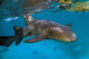 Hiu perawat (nurse shark) berenang di antara terumbu karang. (Pedro Pardo/AFP via Getty Images)