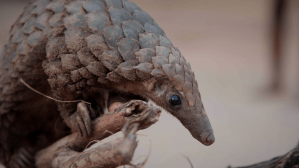 ​Closeup shot of a rescued pangolin in Ibadan, Nigeria.