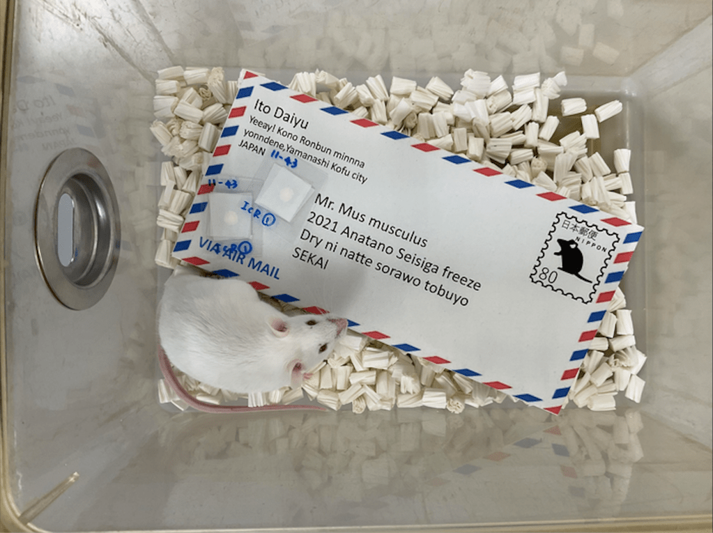 Scientists mailed freeze-dried mouse sperm on a postcard and birthed pups on the other side, a major advance for affordable long-distance sperm transfer.