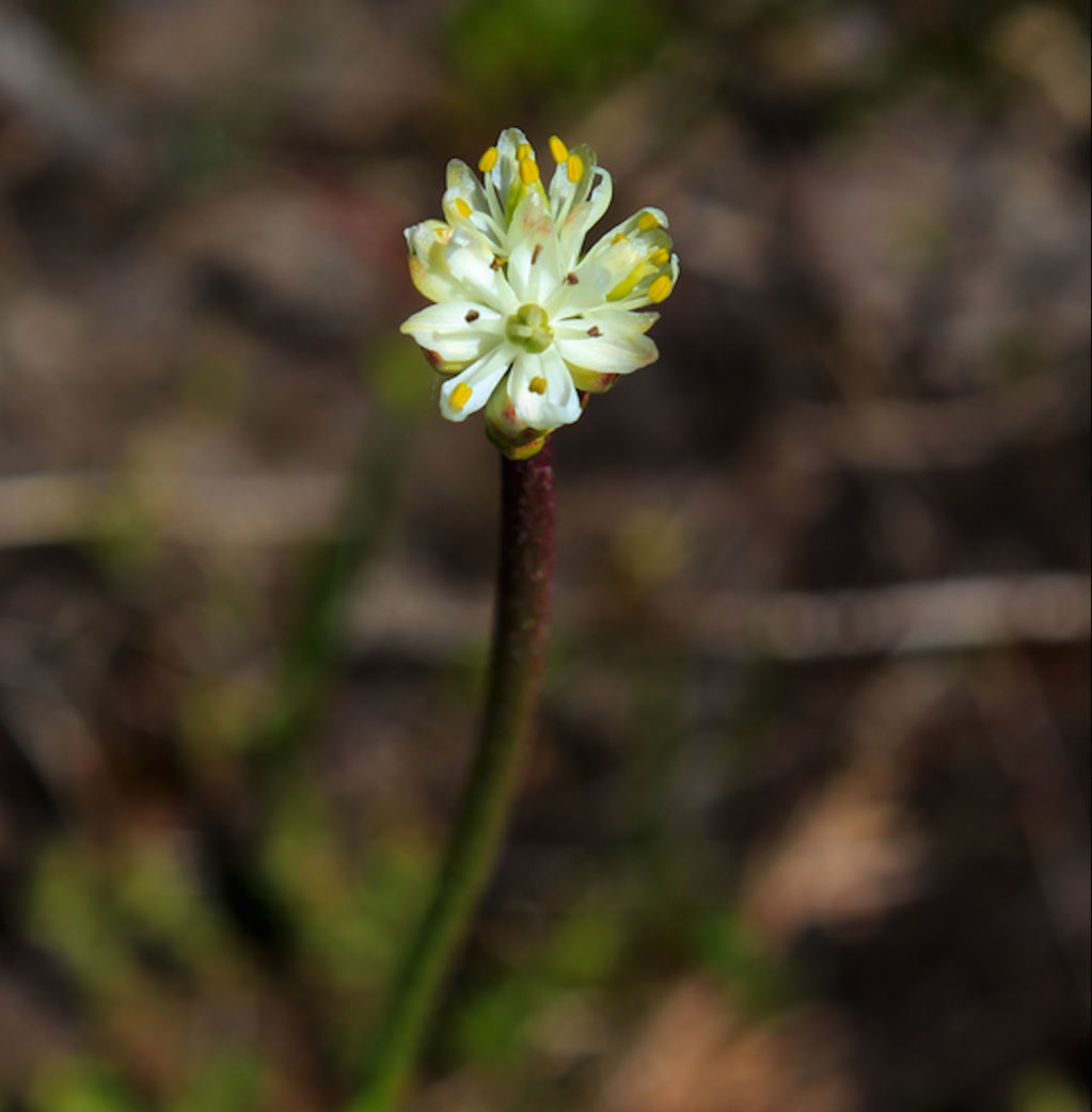 Científicos descubrieron una planta carnívora nueva y ‘única’