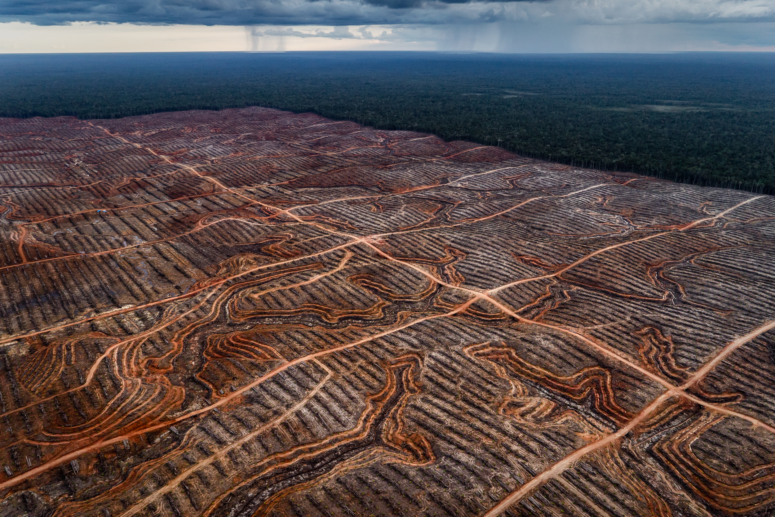 Kebun sawit di Papua, Indonesia. Foto: Ulet Ifansasti/Greenpeace