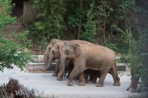 chine elephants yunnan