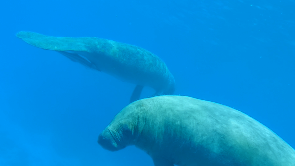 Belize's manatee's are known as "sea cows"