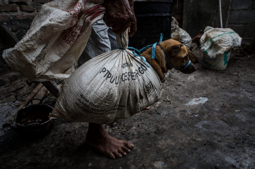 kasus perdagangan anjing untuk pertama kalinya disidangkan di kulonprogo DIY