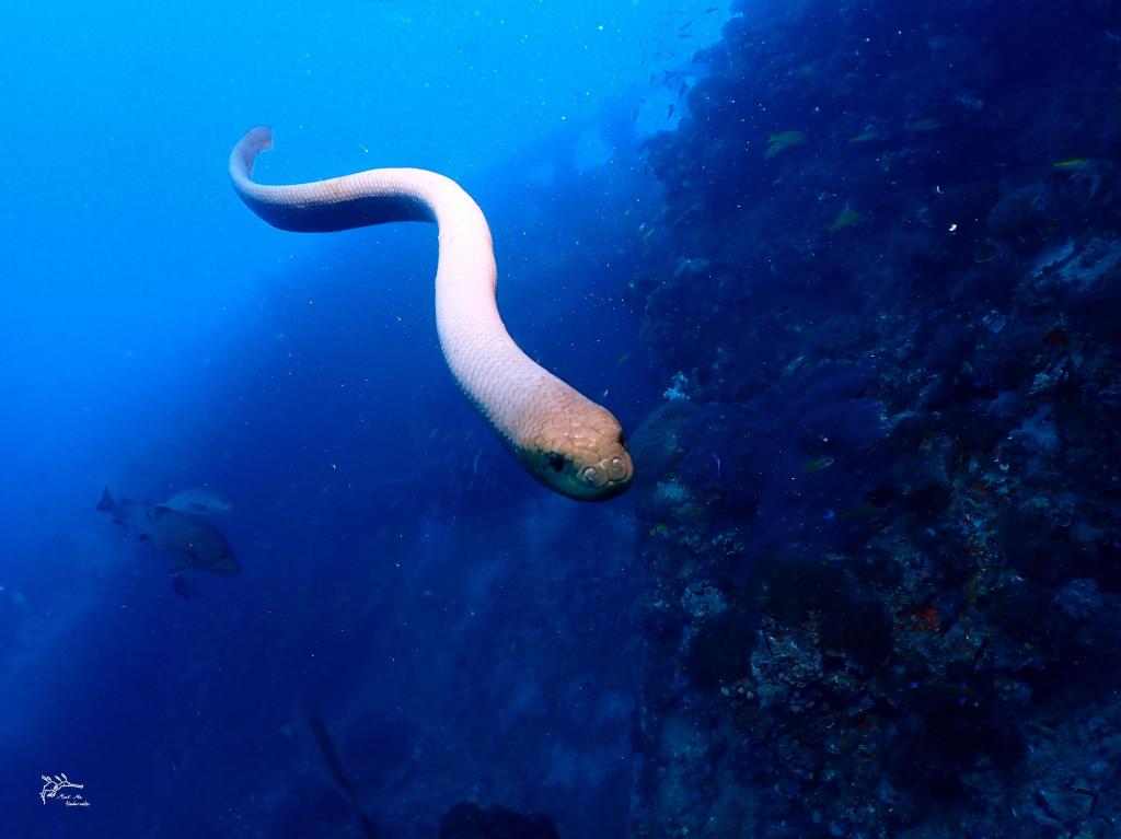 Sea snake attacks are mysterious and sometimes deadly, and now scientists say they may just be 'highly aroused.'