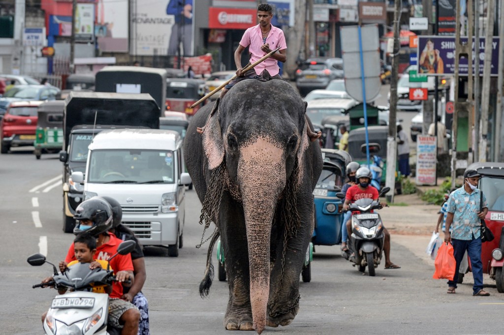 sri lanka, elephant, animal cruelty, south asia