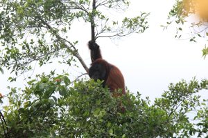 efek positif kebijakan moratorium sawit Presiden Jokowi bisa membantu perlindungan orangutan di Taman Nasional Kalimantan Tengah