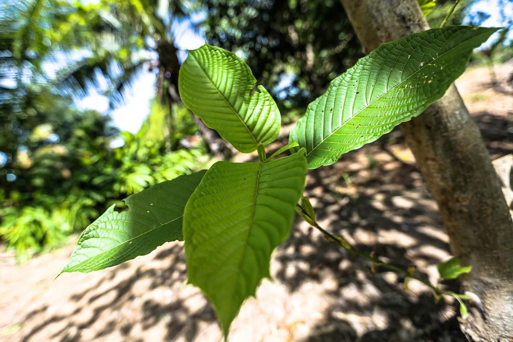 kratom