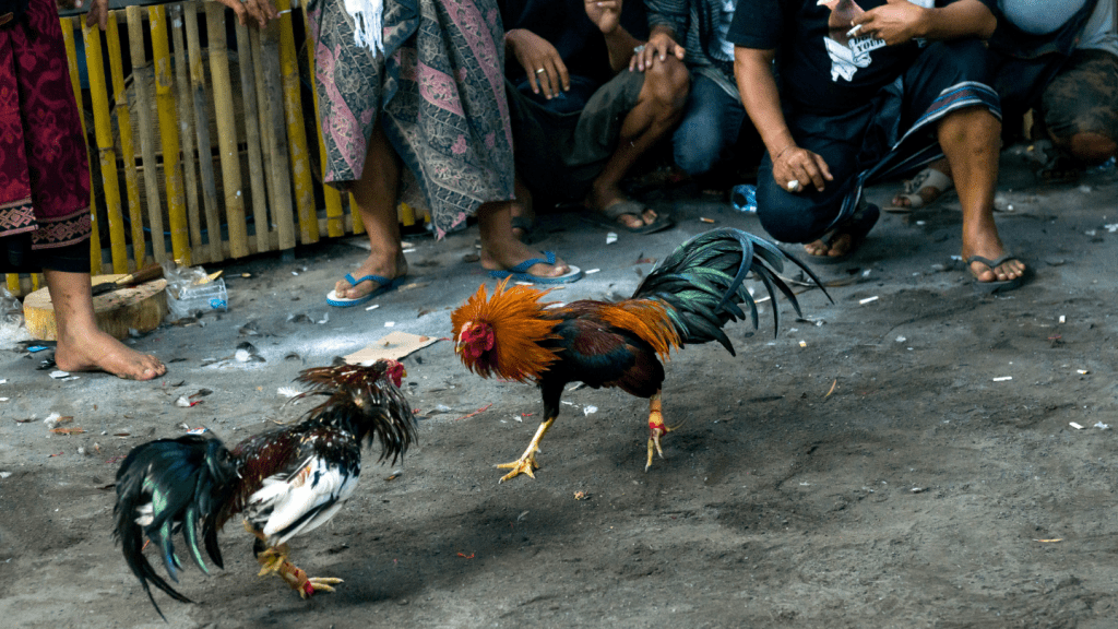 Konten Video Penyiksaan hewan di Internet Paling Banyak Berasal dari Indonesia