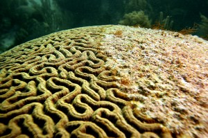 Coral disease in the Florida Keys.