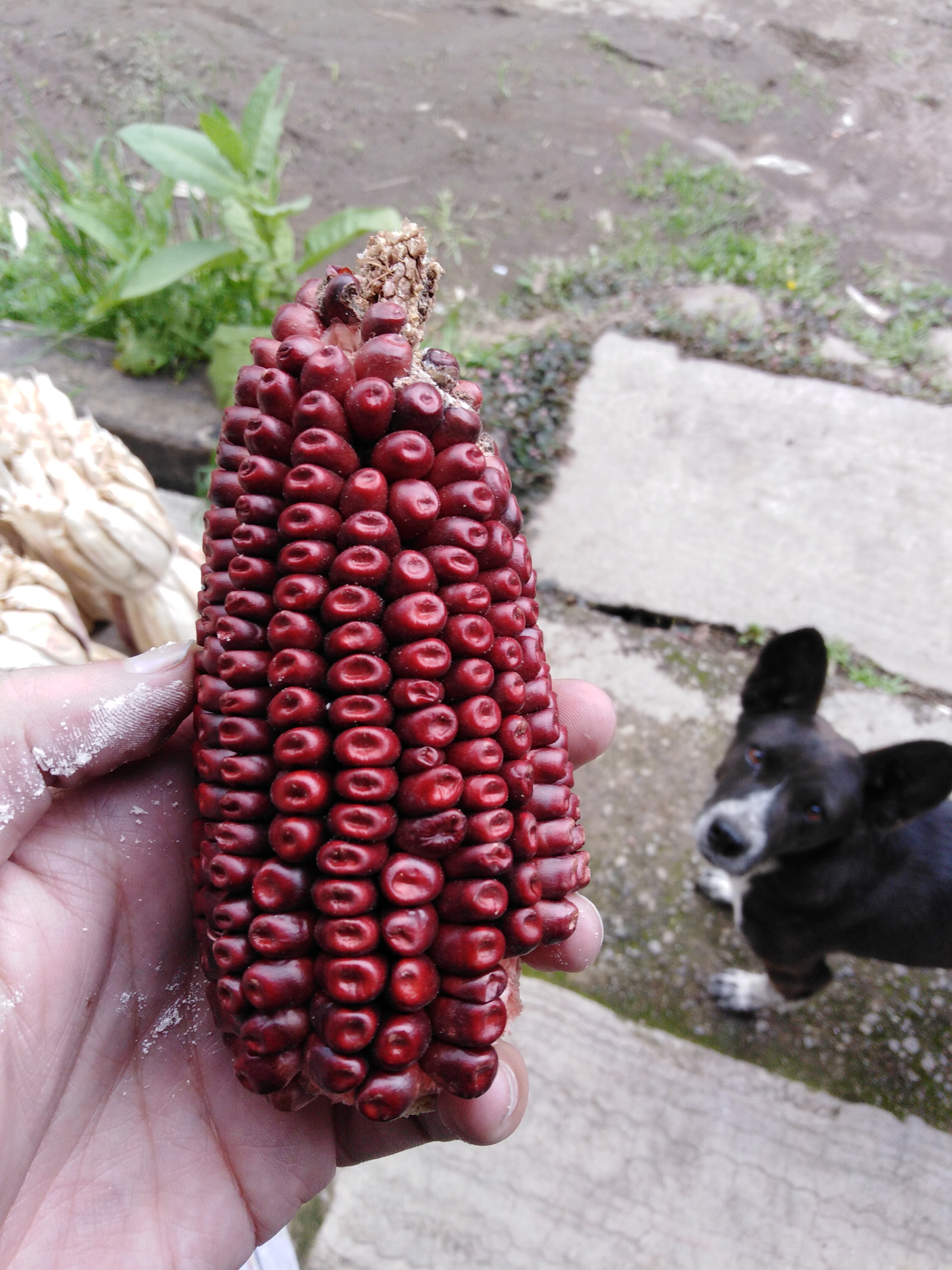 Dalila Anzueto, Viko Rodríguez, Mexico - Disembodied hand holds a dark red ear of corn. A black dog peers in from the bottom right of the image.