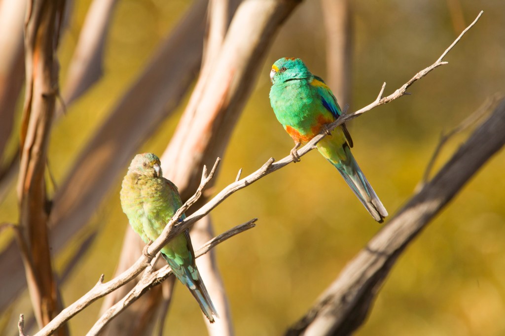 Burung beo Mulga