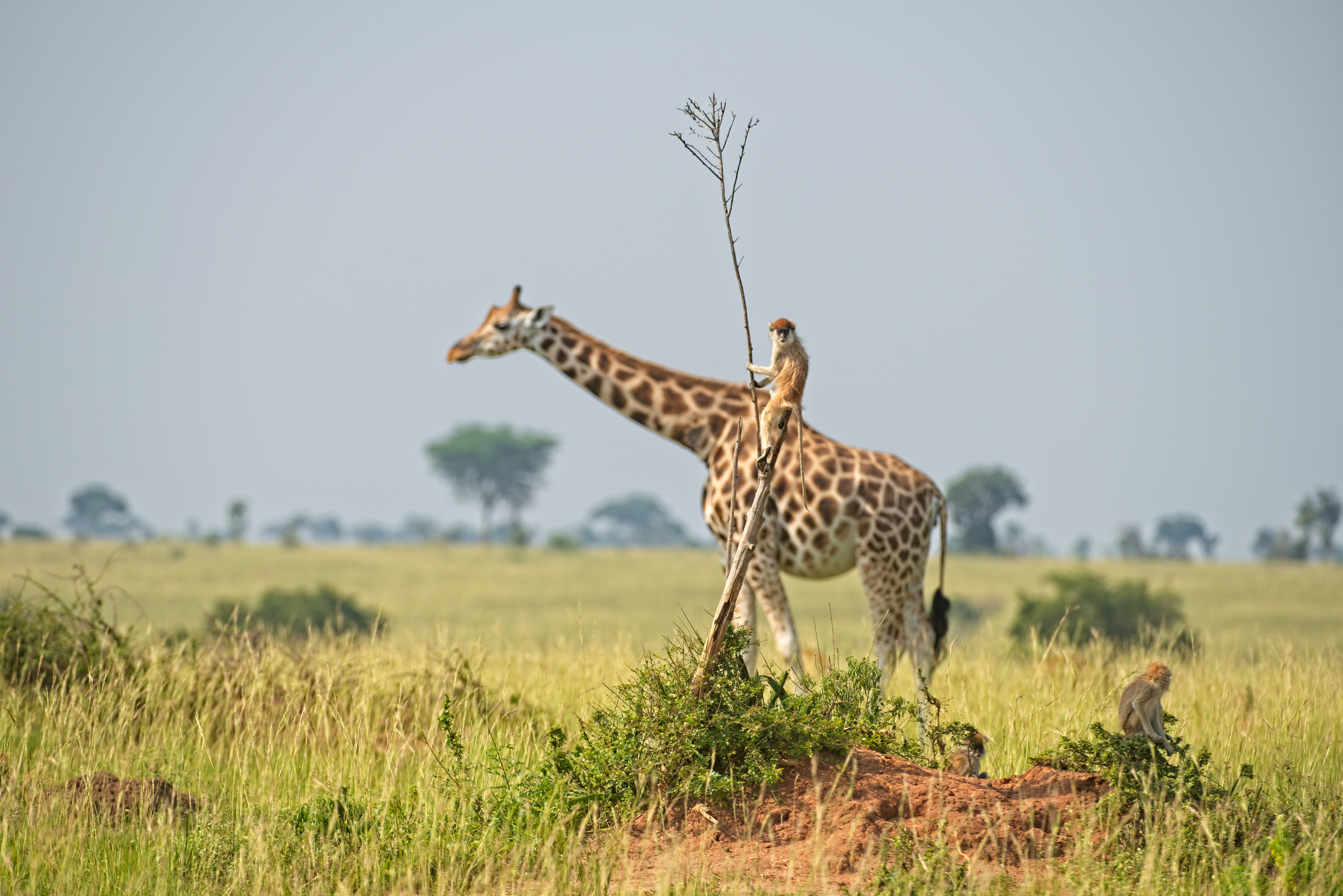 Dirk-Jan-Steehouwer_Monkey-riding-a-giraffe.jpg