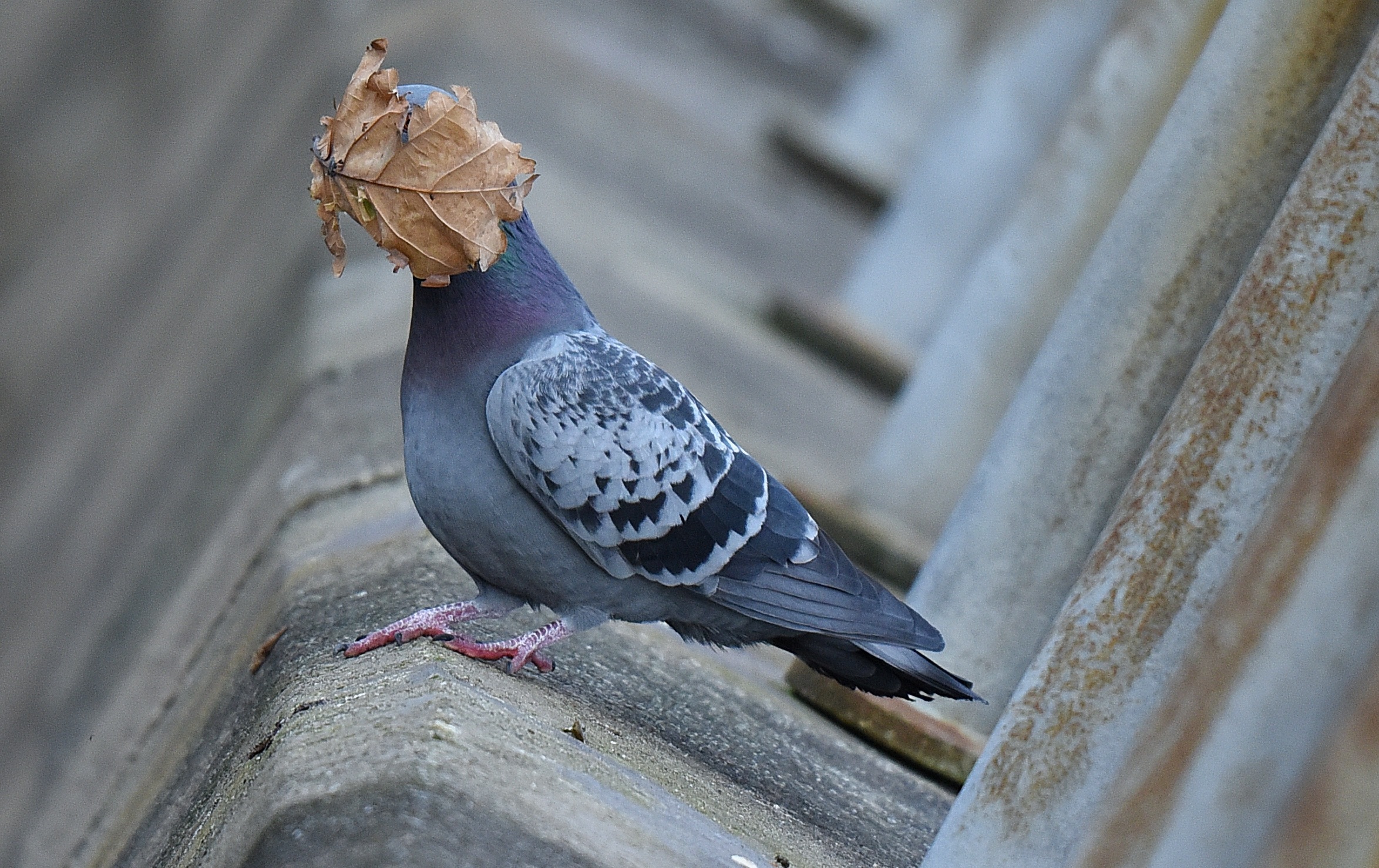 Seekor burung ketutupan burung